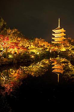 Five-storey pagoda of Toji Temple, illuminated at night for autumn foliage colouring, Kyoto, Japan, Asia