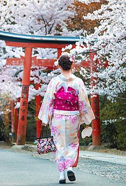 Japanese woman dressed with kimono under blossoming cherry trees, Torii gate at Takenaka-Inari-Jinja shrine, Kyoto, Japan, Asia