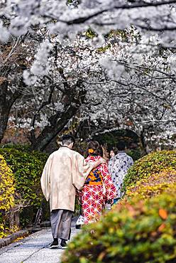 Japanese couple with kimono in a park during the cherry blossom season, colorful traditional clothes, Higashiyama, Kyoto, Japan, Asia