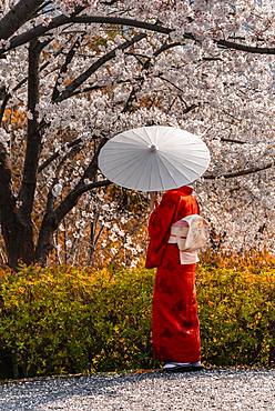 Japanese woman in traditional clothes, kimono and japanese sunshade under cherry blossoms, Shimokawaracho, Kyoto, Japan, Asia