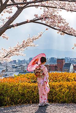 Japanese woman in traditional clothes, kimono and japanese sunshade under cherry blossoms, Shimokawaracho, Kyoto, Japan, Asia