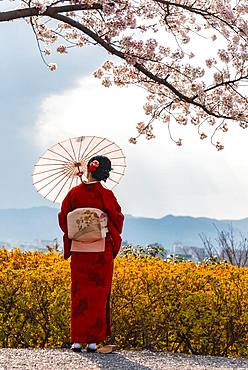 Japanese woman in traditional clothes, kimono and japanese sunshade under cherry blossoms, Shimokawaracho, Kyoto, Japan, Asia