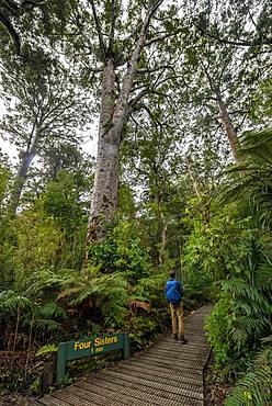 Young man on hiking trail in Kauri Forest, Kauri Walks, Four Sisters, Waipoua Forest, Northland, North Island, New Zealand, Oceania