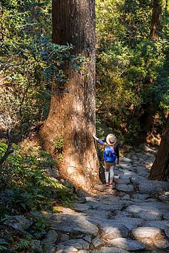 Hiker stands between big old trees, stony path in the forest to the Hirou-jinja Shinto shrine, pilgrim path Kumano Kodo, Nachisan, Wakayama, Japan, Asia