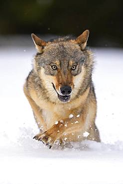 Gray wolf (Canis lupus), runs through deep snow, Sumava National Park, Bohemian Forest, Czech Republic, Europe