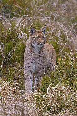 Eurasian lynx (Lynx lynx), stands carefully between blueberry bushes, Sumava National Park, Bohemian Forest, Czech Republic, Europe