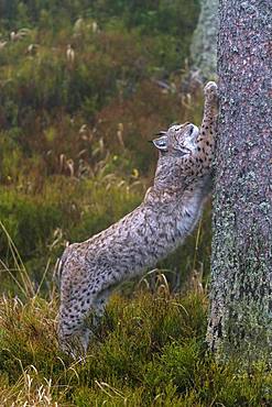 Eurasian lynx (Lynx lynx), standing upright on a tree trunk, sharpening the claws, Sumava National Park, Bohemian Forest, Czech Republic, Europe