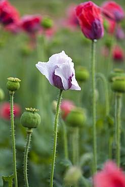 Waldviertler Grey Poppy, Opium poppy (Papaver somniferum), Lower Austria, Austria, Europe