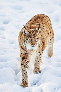 Eurasian lynx (Lynx lynx) in winter, captive, Bavarian Forest National Park, Bavaria, Germany, Europe