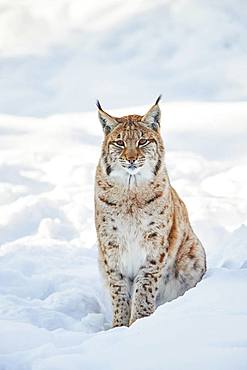 Eurasian lynx (Lynx lynx) in winter, captive, Bavarian Forest National Park, Bavaria, Germany, Europe