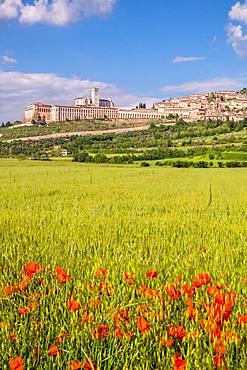 Field with poppy, city view with the basilica San Francesco, Assisi, province Perugia, Umbria, Italy, Europe