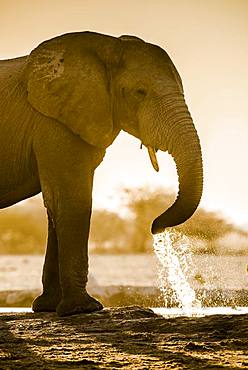 African elephant (Loxodonta africana) drinking at a waterhole, Nxai Pan National Park, Ngamiland, Botswana, Africa