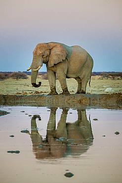 African elephant (Loxodonta africana), bull elephant reflected in a waterhole, Nxai Pan National Park, Ngamiland, Botswana, Africa