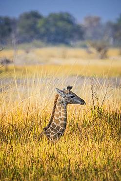 Angolan Giraffe (Giraffa camelopardalis angolensis), young animal lies hidden in high grass, Moremi Wildlife Reserve, Ngamiland, Botswana, Africa