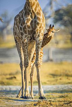 Angolan Giraffes (Giraffa camelopardalis angolensis), young looking out from behind mother's legs, detail view, Moremi Wildlife Reserve, Ngamiland, Botswana, Africa