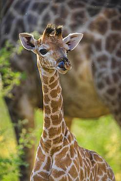 Angolan Giraffe (Giraffa camelopardalis angolensis), young animal, animal portrait, Moremi Wildlife Reserve, Ngamiland, Botswana, Africa