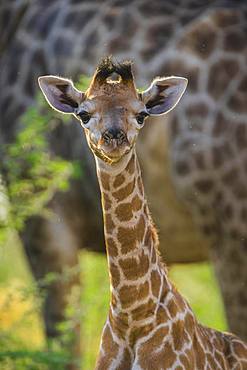 Angolan Giraffe (Giraffa camelopardalis angolensis), young animal, animal portrait, Moremi Wildlife Reserve, Ngamiland, Botswana, Africa