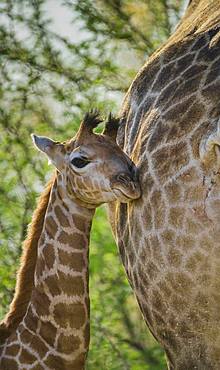 Angolan Giraffe (Giraffa camelopardalis angolensis), young animal gently leaning against mother, Moremi Wildlife Reserve, Ngamiland, Botswana, Africa