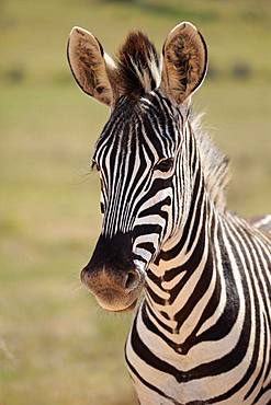 Cape mountain zebra (Equus zebra zebra), adult, animal portrait, Mountain Zebra National Park, Eastern Cape, South Africa, Africa