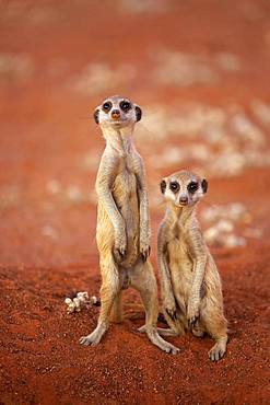 Two Meerkats (Suricata suricatta), adult, standing upright, alert, Tswalu Game Reserve, Kalahari, North Cape, South Africa, Africa