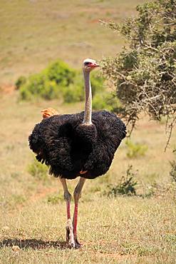 South African Ostrich (Struthio camelus australis), adult, male, running, Mountain Zebra National Park, Eastern Cape, South Africa, Africa