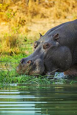 Hippo (Hippopotamus amphibius), grazing in shallow water, Moremi Wildlife Reserve, Ngamiland, Botswana, Africa