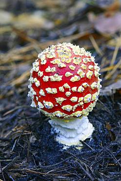 Fly agaric (Amanita muscaria) on forest soil, Barnim Nature Park, Brandenburg, Germany, Europe