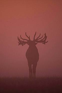 Red Deer (Cervus elaphus), stag, Copenhagen, Denmark, Europe