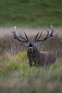 Red Deer (Cervus elaphus), stag, Copenhagen, Denmark, Europe