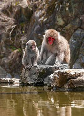 Two Japanese macaque (Macaca fuscata), mother and young animal sitting by the water, Yamanouchi, Nagano Prefecture, Honshu Island, Japan, Asia