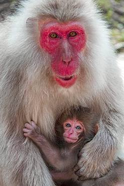 Japanese macaque (Macaca fuscata), dam with young, Yamanouchi, Nagano Prefecture, Honshu Island, Japan, Asia