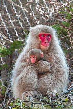 Japanese macaque (Macaca fuscata), dam with young sits on rocks protected by wire mesh, Yamanouchi, Nagano Prefecture, Honshu Island, Japan, Asia