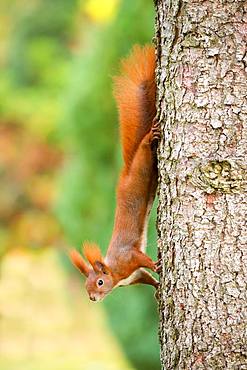 Eurasian red squirrel (Sciurus vulgaris) hangs upside down on tree trunk of a Pine (Pinus), Berlin, Germany, Europe