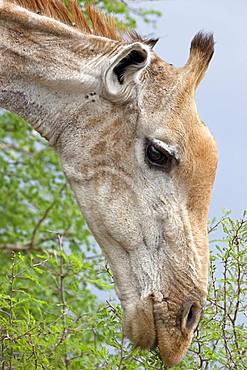 Giraffe (Giraffa), animal portrait, Kruger National Park, South Africa, Africa