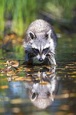 Raccoon (Procyon lotor) wads through water, Louisiana, USA, North America