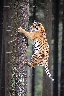 Siberian tiger (Panthera tigris altaica) climbing tree trunk, captive, Czech Republic, Europe