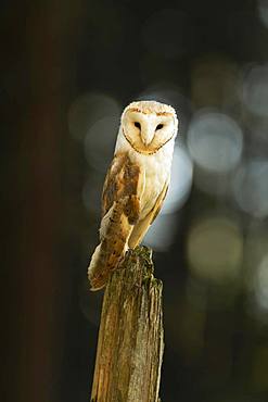 Common barn owl (Tyto alba), standing on dead tree stump, captive, Bohemian Forest, Czech Republic, Europe