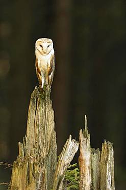 Common barn owl (Tyto alba), standing on dead tree stump, captive, Bohemian Forest, Czech Republic, Europe