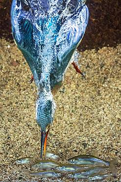 Common kingfisher (Alcedo atthis), dives for fish, Hesse, Germany, Europe