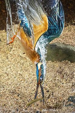 Common kingfisher (Alcedo atthis), dives for fish, Hesse, Germany, Europe