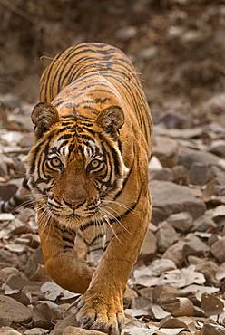 Tiger (Panthera tigris tigris) stalking prey while hunting, Ranthambore National Park, Rajasthan, India, Asia