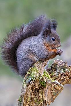 Eurasian red squirrel (Sciurus vulgaris), dark phase, sitting on a tree root and eating, Tyrol, Austria, Europe