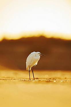 Little egret (Egretta garzetta) at sunset, Parc Naturel Regional de Camargue, France, Europe