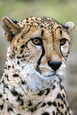 Cheetah (Acinonyx jubatus), portrait, captive, Austria, Europe