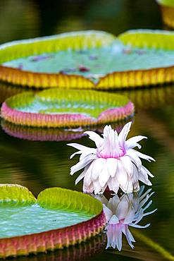 Amazon water lily (Victoria amazonica), botanical garden Terra Nostra; portrait format; Furnas; San Miguel; Azores; Poltugal