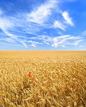 Endless barley field with corn poppy under a blue sky with veil clouds, Saalekreis, Saxony-Anhalt, Germany, Europe