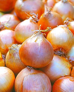 Vegetable onions, Germany, Europe