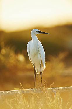 Little egret (Egretta garzetta) at sunset, Saintes-Maries-de-la-Mer, Parc Naturel Regional de Camargue, Camargue, France, Europe