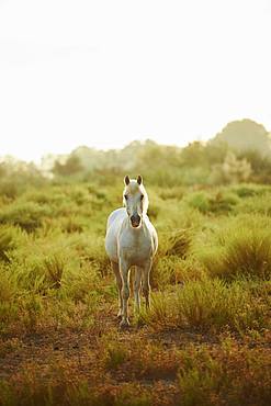 Camargue horse standing on salt meadow, Camargue, France, Europe