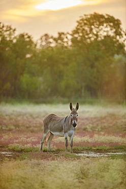 African wild ass (Equus africanus asinus), Camargue, France, Europe